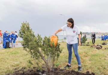 11 сосен высадили на Волжской набережной в Нижнем Новгороде в рамках акции «Сад памяти»