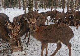 Городецкое охотничье хозяйство передано в ведение Минлесхоза Нижегородской области Городецкое охотничье хозяйство передано в ведение Минлесхоза Нижегородской области