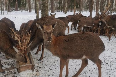 Городецкое охотничье хозяйство передано в ведение Минлесхоза Нижегородской области Городецкое охотничье хозяйство передано в ведение Минлесхоза Нижегородской области