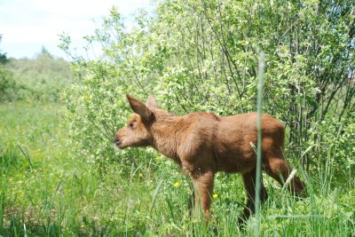 Численность диких животных в Нижегородской области увеличилась по данным госмониторинга Численность диких животных в Нижегородской области увеличилась по данным госмониторинга