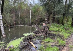 Число бобров в Нижегородской области за пять лет увеличилось почти на 2 000 особей