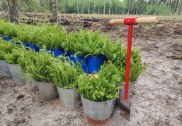 Более 460 тысяч деревьев высадили в Нижегородской области в рамках седьмого сезона акции «Сад памяти» Более 460 тысяч деревьев высадили в Нижегородской области в рамках седьмого сезона акции «Сад памяти»