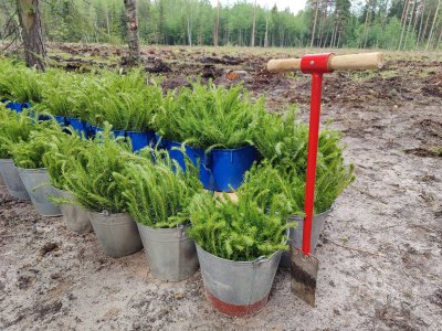 Более 460 тысяч деревьев высадили в Нижегородской области в рамках седьмого сезона акции «Сад памяти» Более 460 тысяч деревьев высадили в Нижегородской области в рамках седьмого сезона акции «Сад памяти»
