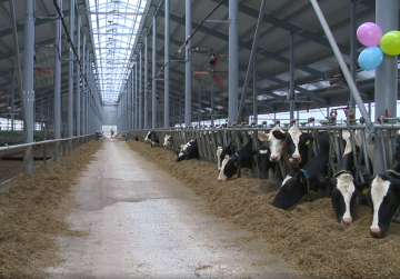 Животноводческий комплекс на 500 голов построил инвестор в Дальнеконстантиновском округе при господдержке