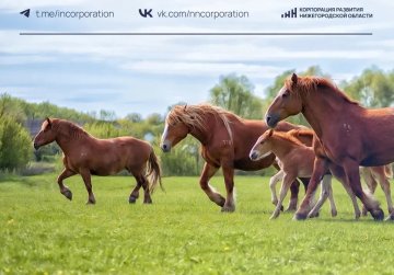 Новую экскурсионную программу планируется запустить на Перевозском конном заводе при поддержке Корпорации развития Нижегородской области Новую экскурсионную программу планируется запустить на Перевозском конном заводе при поддержке Корпорации развития Нижегородской области