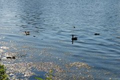 Правительство региона утвердило паспорт на памятник природы регионального значения — «Озеро у п. Сортировочный» Правительство региона утвердило паспорт на памятник природы регионального значения — «Озеро у п. Сортировочный»