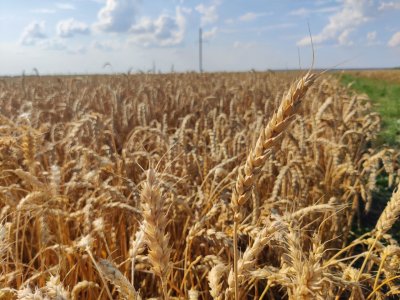 Более 1 млн тонн зерновых и зернобобовых культур намолотили нижегородские аграрии