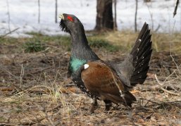 С 11 апреля на юге Нижегородской области открывается охота на боровую дичь