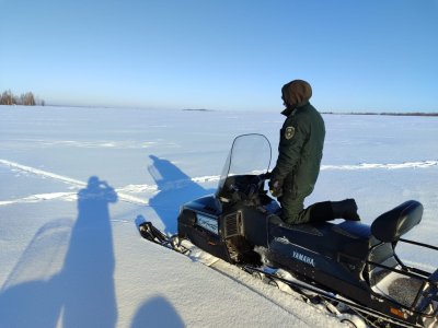 Ежегодный зимний учет диких животных начался в Нижегородской области Ежегодный зимний учет диких животных начался в Нижегородской области