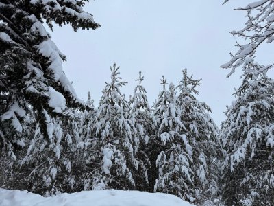 Более 1 400 рейдов провели лесники Нижегородской области во время предновогодней акции «Елочка, живи!»