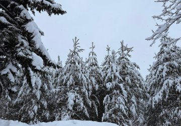 Более 1 400 рейдов провели лесники Нижегородской области во время предновогодней акции «Елочка, живи!»