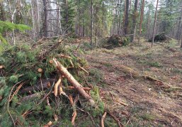 В лесах Нижегородской области началась плановая уборка порубочных остатков В лесах Нижегородской области началась плановая уборка порубочных остатков
