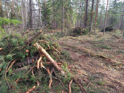 В лесах Нижегородской области началась плановая уборка порубочных остатков