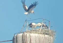 Аист Гера из Перевоза стал главой многодетной семьи