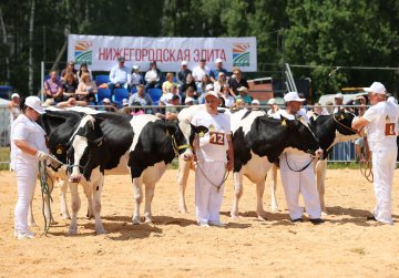 Лучших племенных коров определили на выставке «День поля — 2026» в Нижнем Новгороде