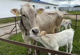 Пятнадцать племенных хозяйств Нижегородской области принимают участие в федеральном проекте по геномной селекции Пятнадцать племенных хозяйств Нижегородской области принимают участие в федеральном проекте по геномной селекции
