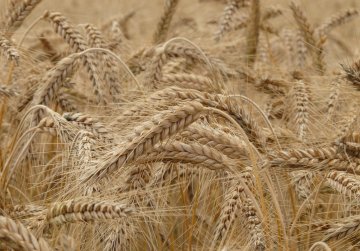 Поддержка сельскохозяйственных потребительских кооперативов в Нижегородской области увеличится более чем на 40% в 2025 году