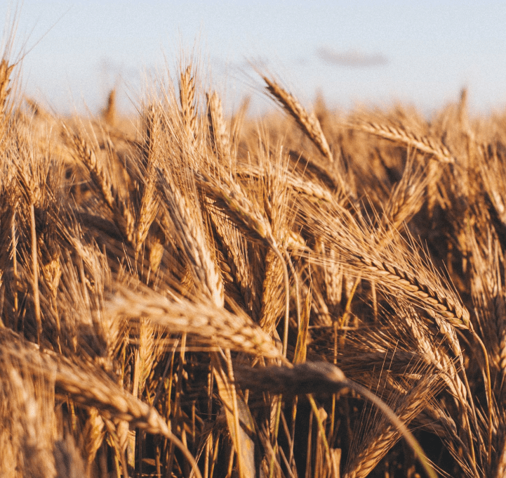 Растениеводство