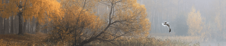 Природный парк «Воскресенское Поветлужье»